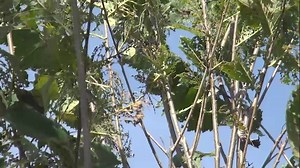 12 reactions | How Much Insect Damage Is Too Much With Trees Should we use chemicals or not if/when we notice insect damage? Legitimate questions. Click here for an informative video that addresses the issue. | GardenSMART | Facebook