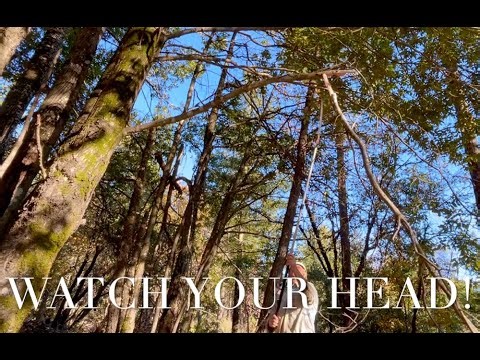 Cut a Limb with a Pole Saw