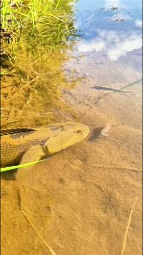 Something Fishy 🎣 | Big Predator Fish Catching Its Prey 🐍🐟 Unseen Wild Moment!