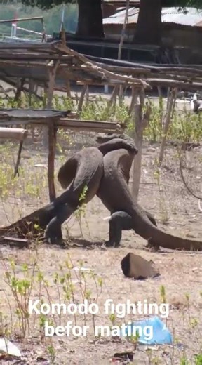 www.komodopadartour.com. momodo dragon fighting on Rinca Island #komododragons #automobile