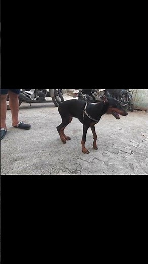 Doberman Puppies 🐶 | Healthy & Active Litter @UnleashD