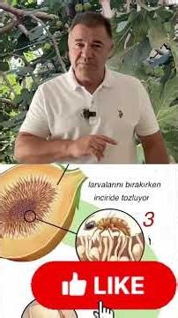 Be Careful When Eating Figs — 3 Things You Must Know! #shorts