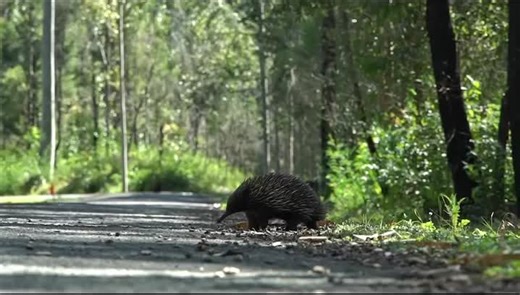 Echidna Mating Season: What to Expect in Australia