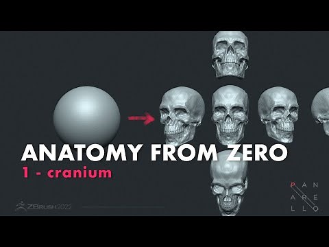 How to Make a Skull with zbrush: Anatomy From Zero!