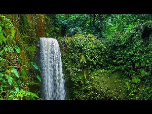 Calming Waterfall in the Rainforest. Relaxing Nature Sounds. (10 hours 4k). White noise for sleeping