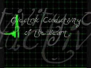 Cardiovascular System