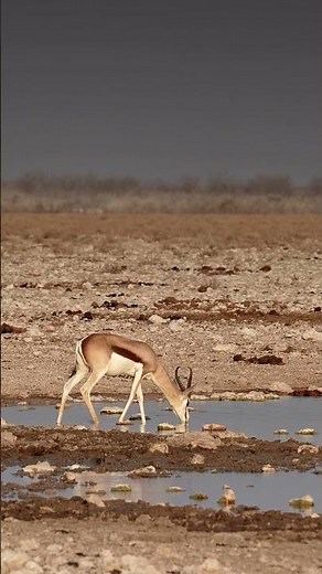 Springbok in the Etosha National Park, Namibia.