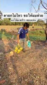 It was given away for free, but what I got in return was a coconut. #YoungManFromSurin