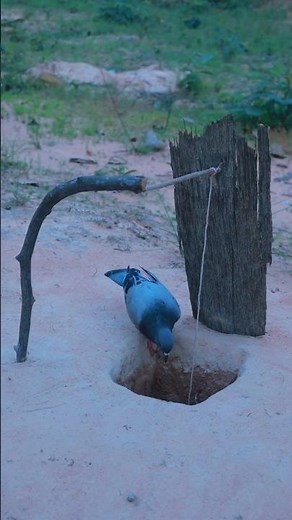 Very Easy DIY Pigeon Trapping Technique #short #shortvideo #ytshorts