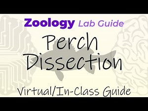 Perch Dissection - Virtual/In-Class Guide - Zoology