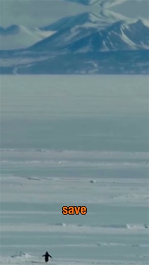 The Code Tutor on Instagram: "This isn’t just a penguin dodging snowballs. 🐧❄️ This is how kids learn logic, focus, and problem-solving. By building a simple Scratch game, children learn: ✔ How to think step by step ✔ Cause and effect ✔ Creativity with structure ✔ Confidence with technology Games aren’t distractions when kids create them. That’s where real learning starts. 👇 If your child should learn skills like this 💬 Comment SCRATCH ➡️ Follow @thecodetutor for smart, creative coding for ki