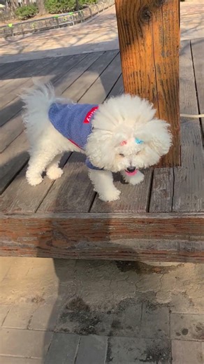 귀여운 순희 #강아지 #비숑프리제 #순희 #puppy