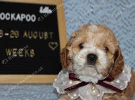 Unique Cockapoo F1 small type with baby face - £1,800
