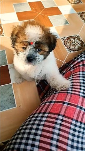 Home breed Lhasa apso cute puppy |#cutepuppy #dog #cute