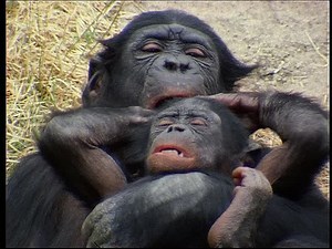 Das Sexualverhalten der Bonobos und seine Funktionen sozialen Spannungsabbaus