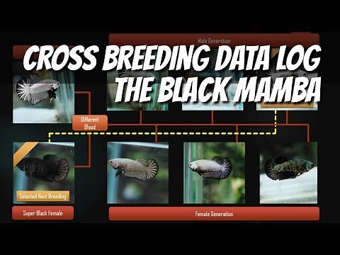 Betta Cross Breeding Black Mamba Data log for knowledge