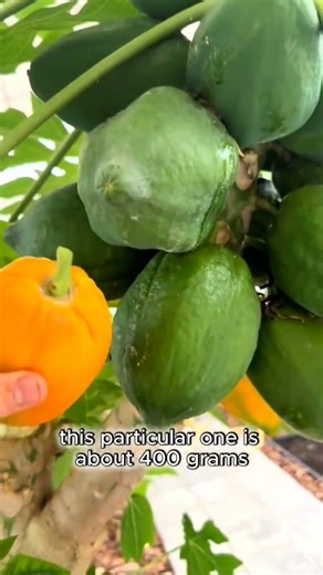 Growing Tropical Paradise: My Uncle’s Secret Papaya Farm! 🥭✨