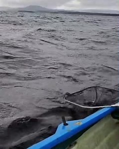 64K views · 304 reactions | Corrib gold on the phoenix olive mayfly from Irish flies online. | Irish Fly Supplies Ltd | Facebook