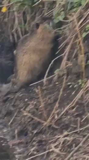 49 reactions | Tierwelt, dieser Nutria lässt sich überhaupt nicht stören, und wir durften zuschauen.  Angelique Nwm | nw-mecklenburg.de | Facebook