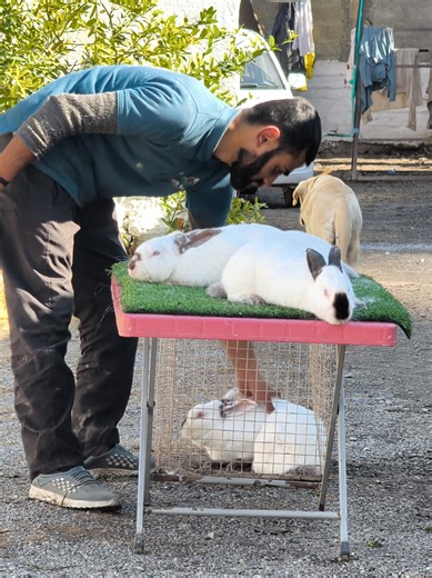 Rabbits Enjoying Outdoor Life on Safer Rabbit Farms