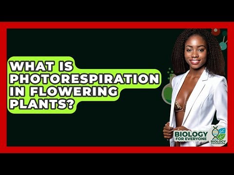 What Is Photorespiration In Flowering Plants? - Biology For Everyone