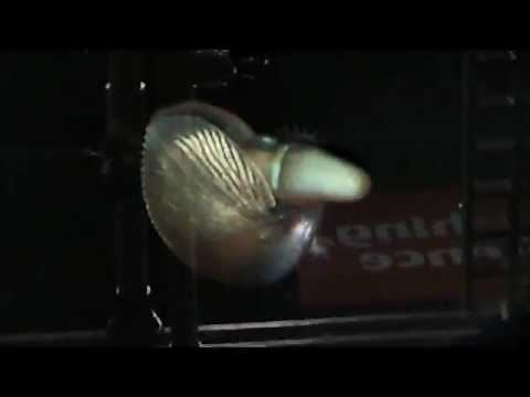 Female argonaut out of her shell