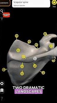 3D anatomy of the Scapula part 1 ✨🔥#anatomy #series #3danimation #medstudent #learning