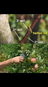 Tailler un pommier correctement : le secret pour obtenir plus de fruits https://jardinruse.com/tailler-un-pommier-correctement-le-secret-pour-obtenir-plus-de-fruits/#more-26637 | Pour tous les passionnés de jardinage