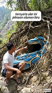 Ular sanca biru ini bukan sembarangan ular dapat telur emas monster😀 | Rewin Sawiran