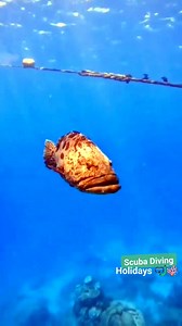 🐟💥 Meet the ocean’s giant—The Huge Grouper! Watch as this powerful predator glides through the water, showing off its size and strength. 🌊✨ A true reef giant, this fish is one of the most majestic creatures you'll ever encounter underwater! 🏝️ #GrouperFish #grouper #OceanGiants #MarineLife #ReefLife #UnderwaterAdventure #scubadiving #oceancreatures #UnderwaterWorld #UnderwaterExploration #MarineWildlife #naturelovers #diving #scubalife #oceanvibes | Scuba Diving Holidays