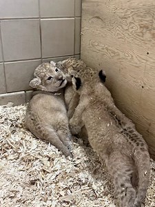 89K views · 2.7K reactions | 女 Three Tiny Cubs, One Fierce Mom!...