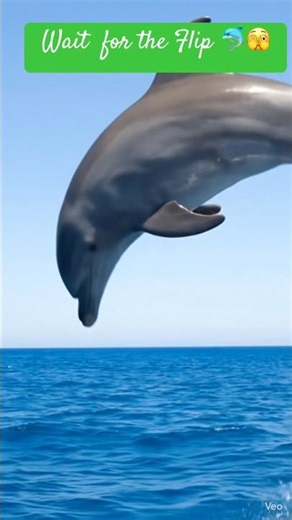 Wait for the Dolphin Flip 😲 | You Won’t Believe This #shorts
