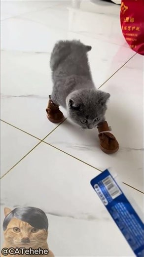 Dank cat meme 2026 🐱 glu glu