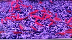31 reactions · 3 comments | Some of the Shrimps and Snails available at Tropical Aquatics | Tropical Aquatics | Facebook