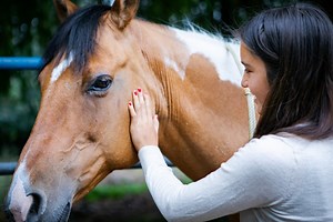Equine-Assisted Therapy | Sebastopol (near Santa Rosa, CA)