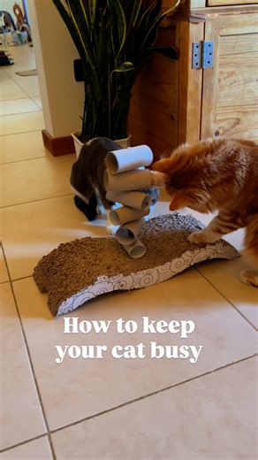 1.1M views · 50K reactions | DIY Cat Enrichment Toy  1. Take a...