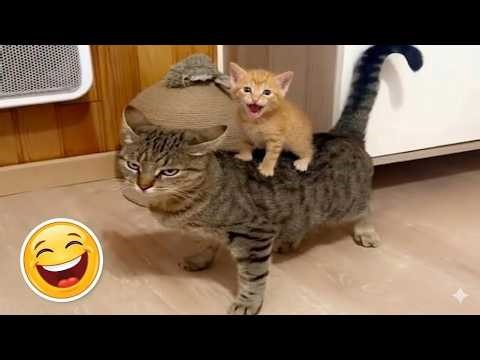 One Cat Suffers… One Cat Thrives 😼