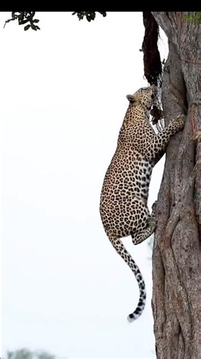 Léopard’s Unbelievable Tree Climb #animaux #newcreator #shorts