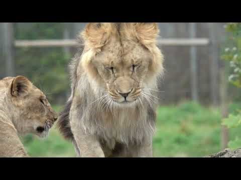 6-Minute Compilation of the King of the Jungle. Lion compilations