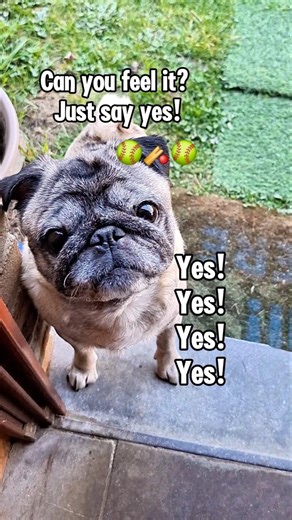 The Pug Stare is undefeated. Help!😱