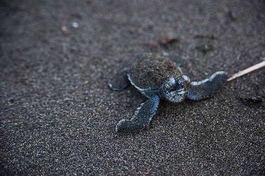 Best Costa Rica Sea Turtle Nesting Sites: Where To Go When