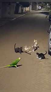 They are quarreling. | Nihal Bird's Canvass