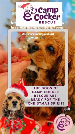 Camp Cocker Rescue / Cocker Spaniel Rescue on Instagram: "We wish you all a Merry Happy Holiday! Thank you for all that you do for our dogs all year round. ❤️ Much love from Camp Cocker Rescue"