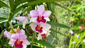 🇸🇬 Happy 57th Birthday Singapore! Come celebrate the rich history of orchids in Singapore with Orchid Stories of Singapore in Cloud Forest! www.gardensbythebay.com.sg/orchidstoriesofsingapore #gardensbythebay #OrchidStoriesofSingapore #CloudForest #Orchids #VisitSingapore #NationalDay2022 | Gardens by the Bay