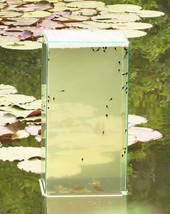 Aquarium In A Pond | Hilarious Ted