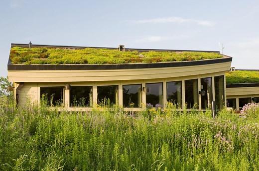 What are green roofs, and why might they be the answer to these hotter summers