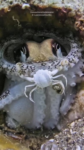 When you spot an octopus peering out from its den, chances are it's got one thing on its mind: CRAB SNACK! 😋 These eight-armed geniuses absolutely love crustacean cuisine. Watch closely, and you might see them using their incredible problem-solving skills to turn a hard shell into an easy meal. They might drill a neat hole, use their powerful beak, or just strong-arm the shell open. For an octopus, a crab is the perfect, crunchy treat! Did You Know? The texture and nutrition from crabs, lobster
