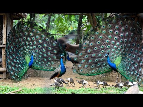 World’s Most Beautiful Peacock Farm in the Jungle | Real Wildlife Life 🦚🌿 | Part 4