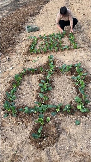 Land art we paint with our crops.