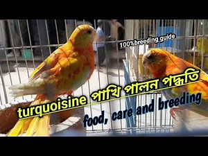 how to breed turquoisine perakeet in bangla.❤️